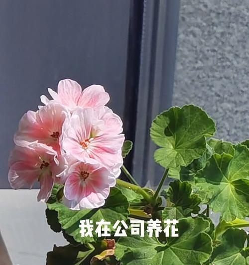 天竺葵的花语及来历（探秘天竺葵的由来与美丽花语）