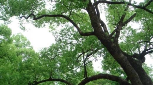 香樟树——一种特殊的树种（叶片芳香，枝干挺拔，蕴含丰富文化内涵）