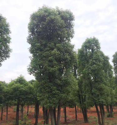 香樟树——一种特殊的树种（叶片芳香，枝干挺拔，蕴含丰富文化内涵）