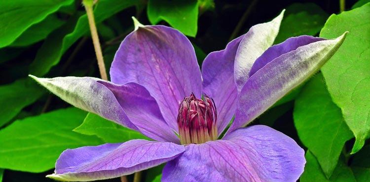 铁线莲花的美丽与意义（探寻铁线莲花的花语之谜）