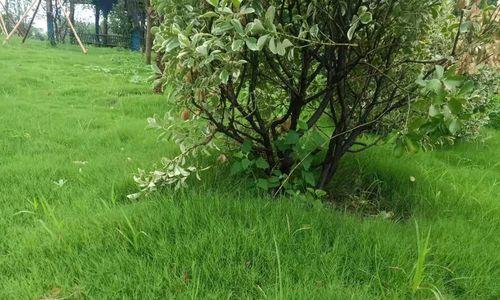 如何种植美丽的草坪——草坪种植方法（让你轻松拥有一片绿茵场地）