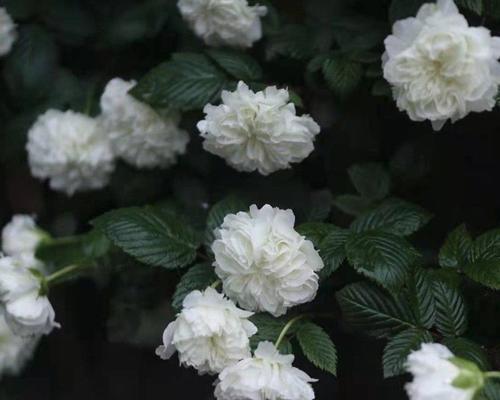 荼蘼花语与象征的深意（探寻荼蘼花的隐秘密码，解读其象征意义）