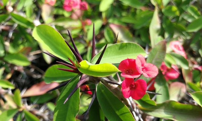 探究种铁海棠的种植与养护方法（打造美丽庭院的秘诀）