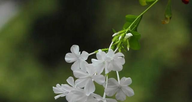 荼蘼花语与美丽的意象（以荼蘼花的花语探寻人生的真谛）