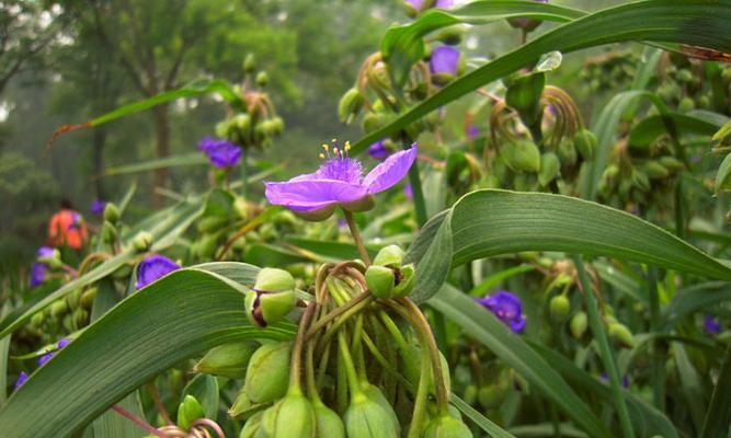 紫露草的养殖方法与技巧（打造花园盆栽的新宠，让你轻松获得绚丽多彩的花海）