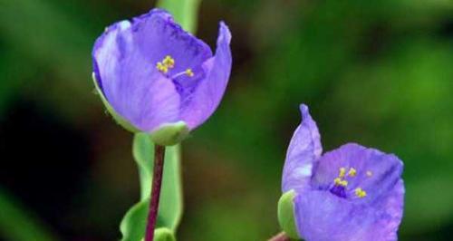 紫露草的养殖方法与技巧（打造花园盆栽的新宠，让你轻松获得绚丽多彩的花海）