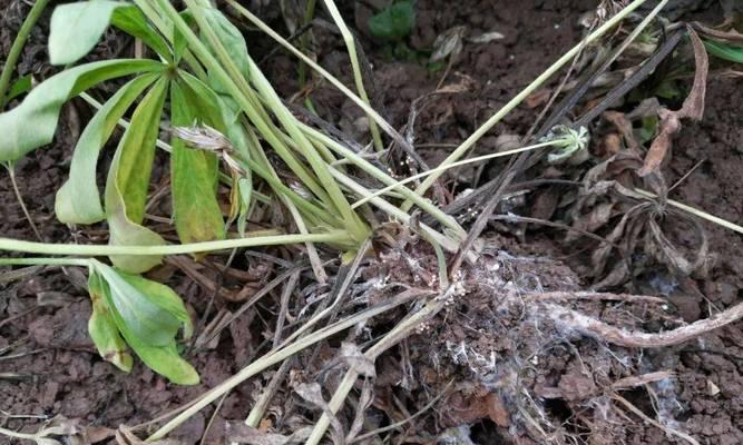 如何有效防治金钱树茎腐病和白绢病（掌握关键方法，让你的金钱树健康生长）