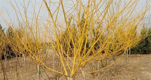 黄槐种植方法详解（从选址到管理，这里有你需要的全部知识）