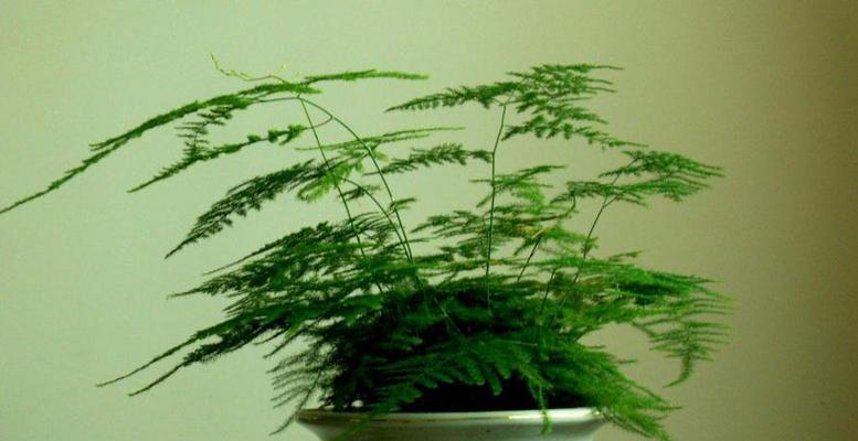 文竹栽培与施肥详解（打造绿色空间，享受自然气息）
