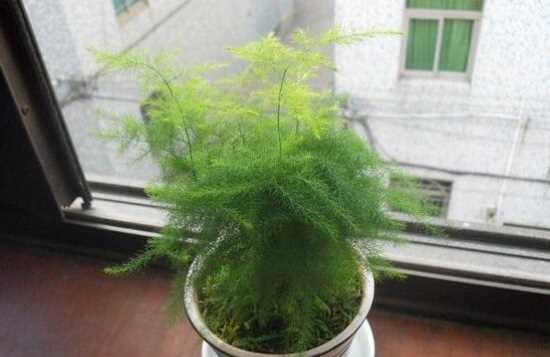 文竹花语（揭示永恒之美，品味文竹的花语）
