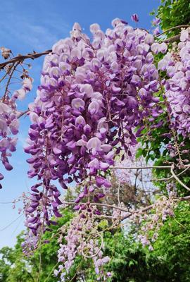 梧桐花的花语与美丽（唤醒记忆中的柔情｜梧桐花）