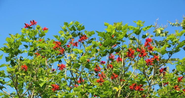 梧桐花的花语与美丽（唤醒记忆中的柔情｜梧桐花）