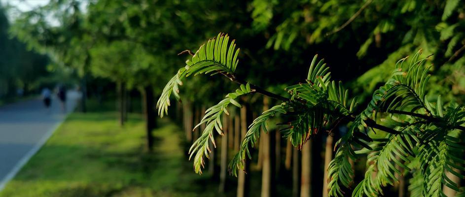 认识水杉——神秘的水生常绿植物（探秘水杉的生态习性、物种特征和珍贵价值）