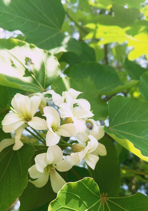 梧桐花的寓意是什么（探寻梧桐花的象征意义及文化内涵）