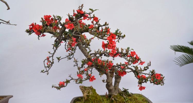 盆栽海棠，选哪个品种最好？（从花型、花色、株型三方面选择，提升盆栽海棠观赏价值）