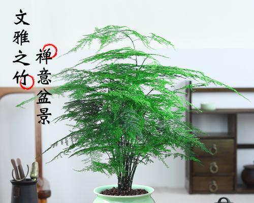 花香四溢，花卉文竹怎样种植？（打造丰盛生活，文竹养殖方法全掌握！）