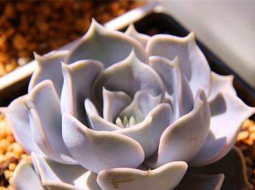 石莲花养护指南(从选购到照顾,轻松打造鲜花盆景) 石莲花养护指南(从选购到照顾,轻松打造鲜花盆景)