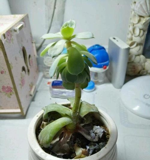 石莲花养护指南(从选购到照顾,轻松打造鲜花盆景) 石莲花养护指南(从选购到照顾,轻松打造鲜花盆景)