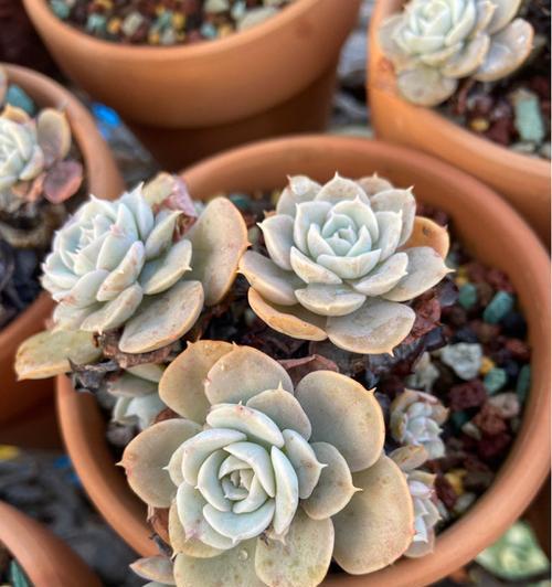 石莲花养护指南(从选购到照顾,轻松打造鲜花盆景) 石莲花养护指南(从选购到照顾,轻松打造鲜花盆景)