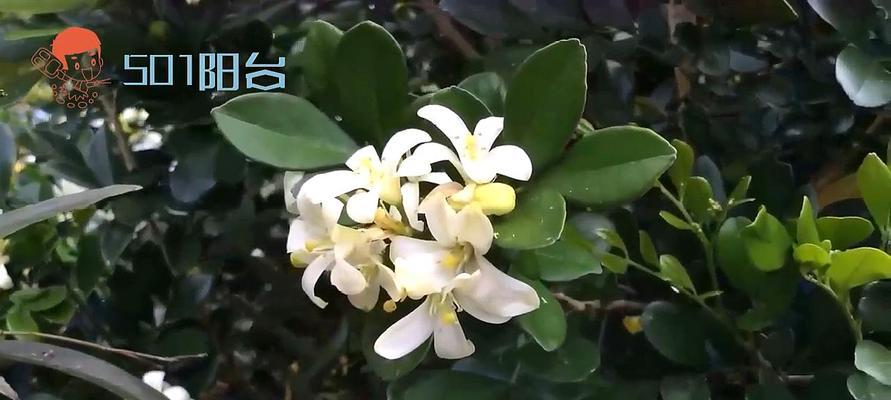 探秘九里香花开时间（揭秘九里香开花季节，了解九里香的生长习性）