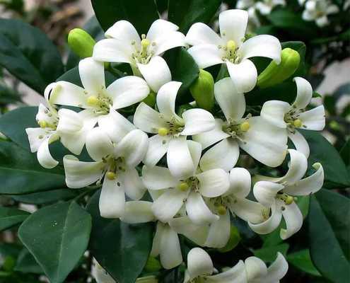 探秘九里香花开时间（揭秘九里香开花季节，了解九里香的生长习性）