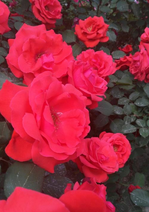 五月最具代表性的花——迎接春天盛开的玫瑰（五月花海中的玫瑰璀璨绽放）