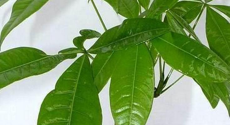大盆发财树的养殖方法与技术（如何培育叶片浓绿、树姿匀称的发财树）