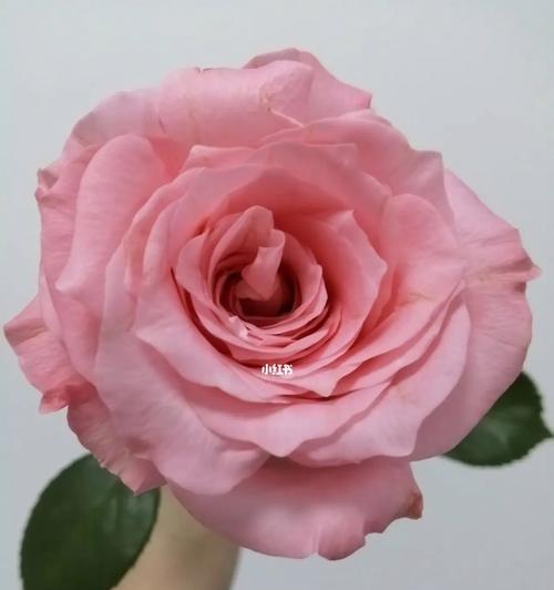 戴安娜玫瑰的寓意（传达爱情、纪念逝者与珍视友谊）