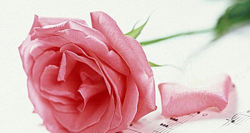 揭秘粉色玫瑰花的代表寓意（美丽的象征与感情的表达）