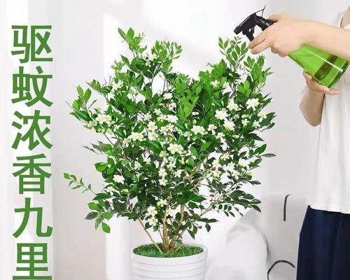 九里香的种植与养护（一个初学者的实用指南）