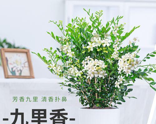 九里香的种植与养护（一个初学者的实用指南）