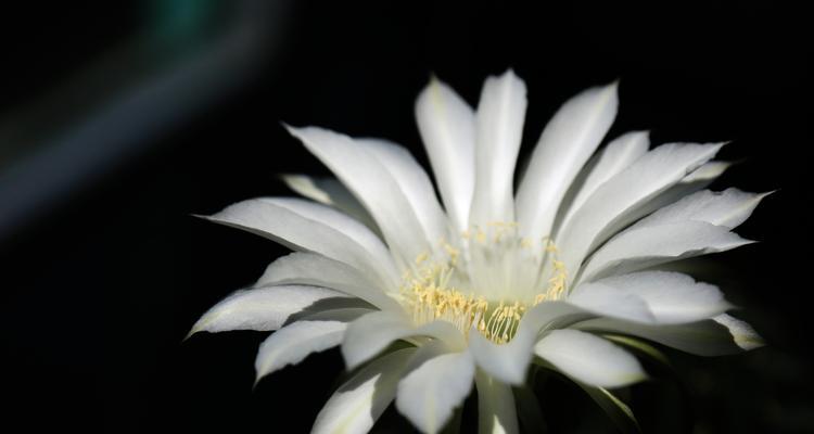 仙人掌的花语之魅力与寓意（揭秘仙人掌花的神秘语言，一起探索美丽与寓意的世界）