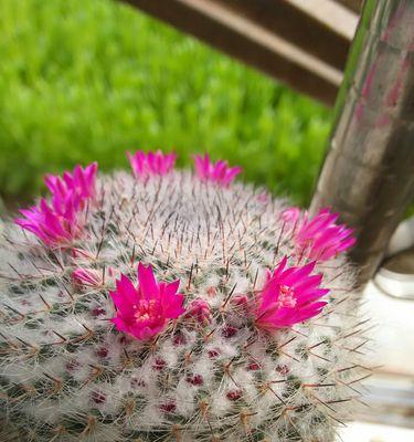 仙人掌花语（探索仙人掌的花语世界，发现它们的神秘力量）