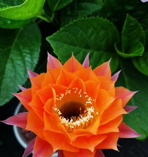 探秘仙人掌的隐藏花语（解析仙人掌的神秘符号与意义）