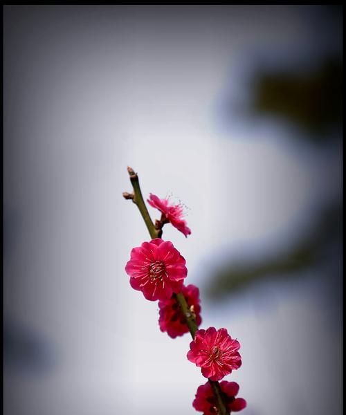 梅花北方冬季养护指南（让梅花在严寒中绽放生机）