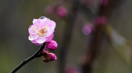 梅花北方冬季养护指南（让梅花在严寒中绽放生机）