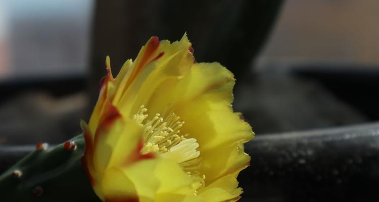 探秘仙人掌花的花语与神秘魅力（揭开仙人掌花的花语之谜与美丽传说）