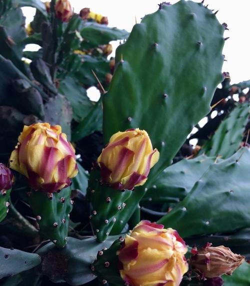 探秘仙人掌花的花语与神秘魅力（揭开仙人掌花的花语之谜与美丽传说）