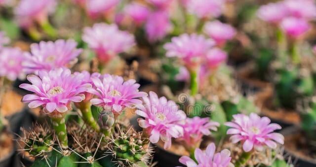 仙人掌花语的奥秘（揭开仙人掌花语的多重含义）