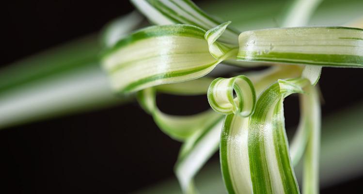 吊兰花的养殖方法（让你轻松打造一个清新绿色家居）