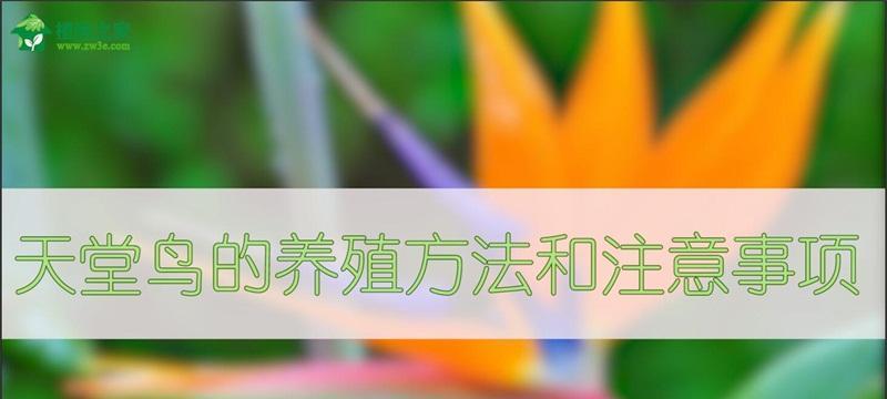 望鹤兰的全面养殖指南（如何打造盆栽新宠，让望鹤兰成为你家的亮点）