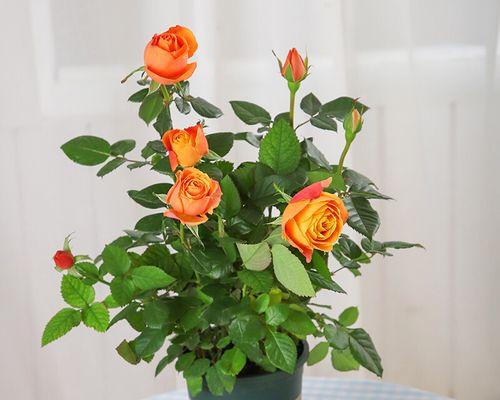 盆栽小玫瑰花的养护方法（打造迷人小花园，从盆栽小玫瑰开始）