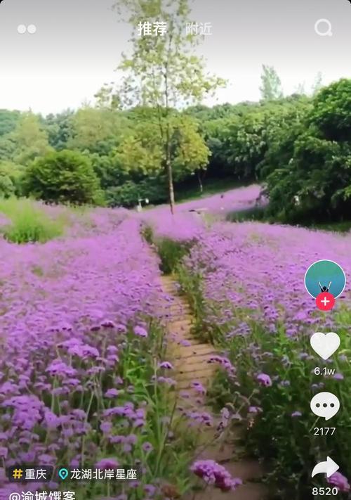 马鞭草的花期长短（观赏马鞭草必知的时间节点）