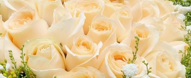 香槟玫瑰的花语与象征意义（解读香槟玫瑰所代表的情感和意义）