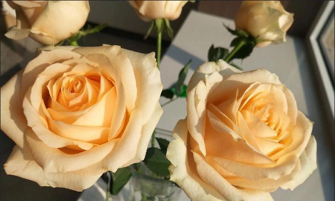 香槟玫瑰的花语与象征意义（解读香槟玫瑰所代表的情感和意义）