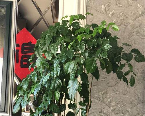 幸福树的养护指南（打造健康茂盛的幸福树，从养护开始）