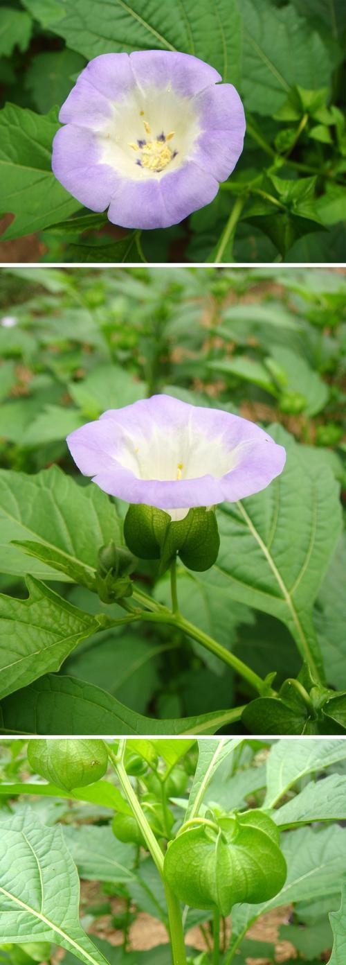 茄科植物的主要特征及其应用（了解茄科植物，发现它的神奇之处）