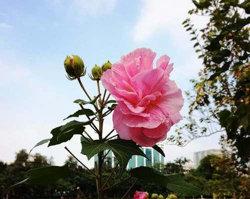 如何栽培芙蓉花（学会这些技巧让你轻松种出美丽的芙蓉花）