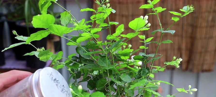 茉莉花夏天适合暴晒吗？（夏季养护茉莉花的注意事项及应对方法）