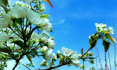 四月最盛开的花是什么？（品味春日花海，探寻四月花开奥秘）